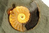 Glowing Fossil Ammonite (Asteroceras) - Dorset, England #279472-5